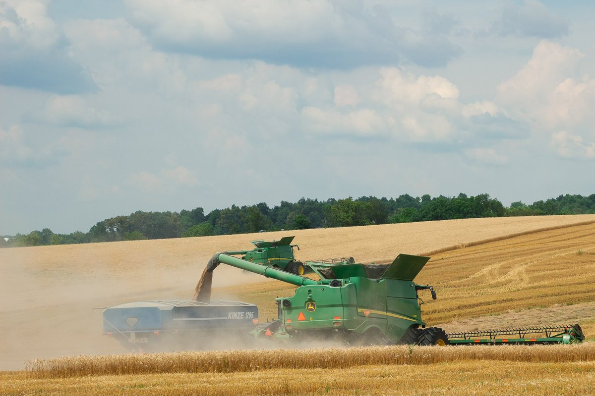 AgriMAXXWheat's tweet photo. AgriMAXX harvest in Kentucky continues on. Fields of AM 505 #highperformancewheat #wheat24 https://t.co/PfwKG6GW61