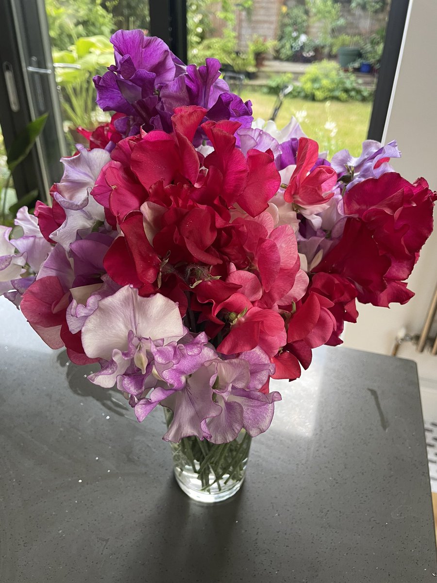 Wonderful sweet peas from my allotment
