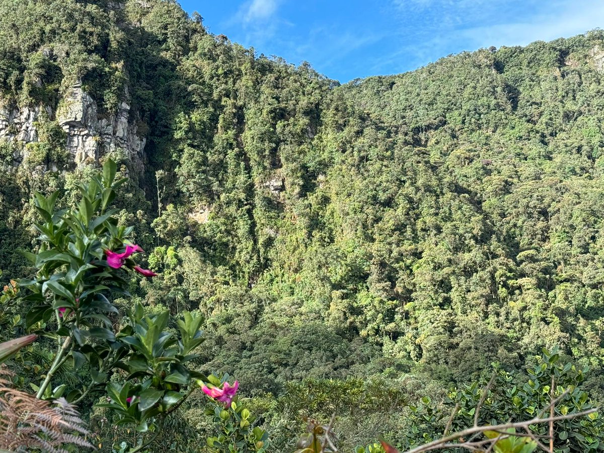 Belen Alvestegui tweet media