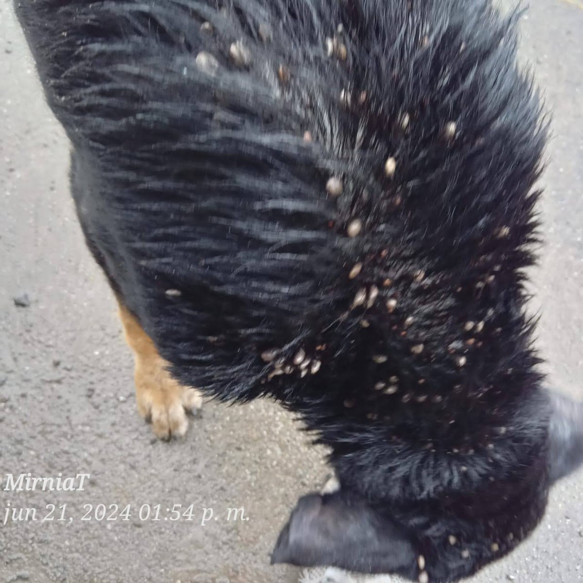 MirniaT's tweet image. Señor piedad, se le dio 1 Bravecto de 20$ fiada espero me ayuden porfa para cancelarla