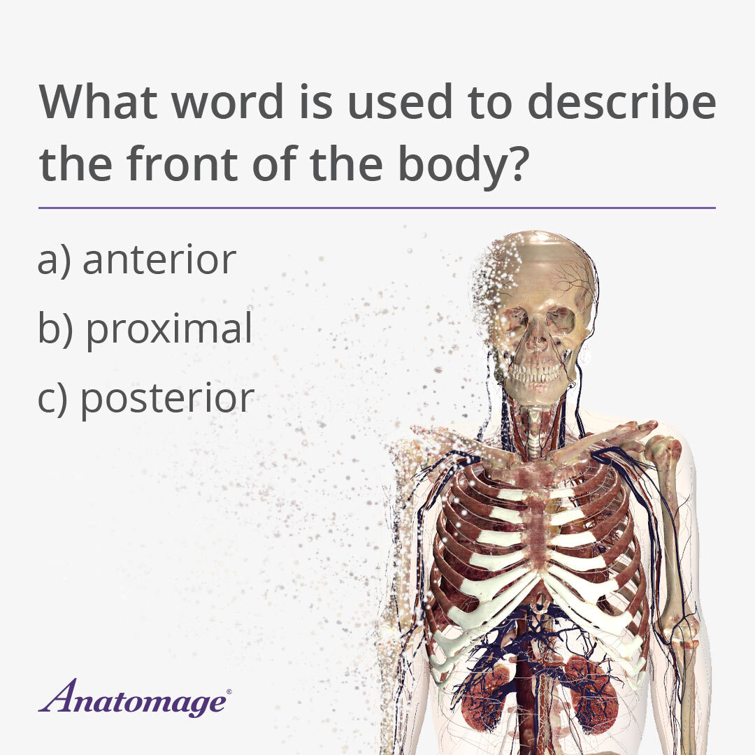 Anatomage's tweet image. Time to test your body orientations! Comment below to answer:  
a) anterior  b) proximal  c) posterior  

Review more basic terms of anatomical structural planes at youtu.be/eVwfs6CSL1I?si…

#anatomagetable #anatomytrivia #medicalquiz #MedicalStudents