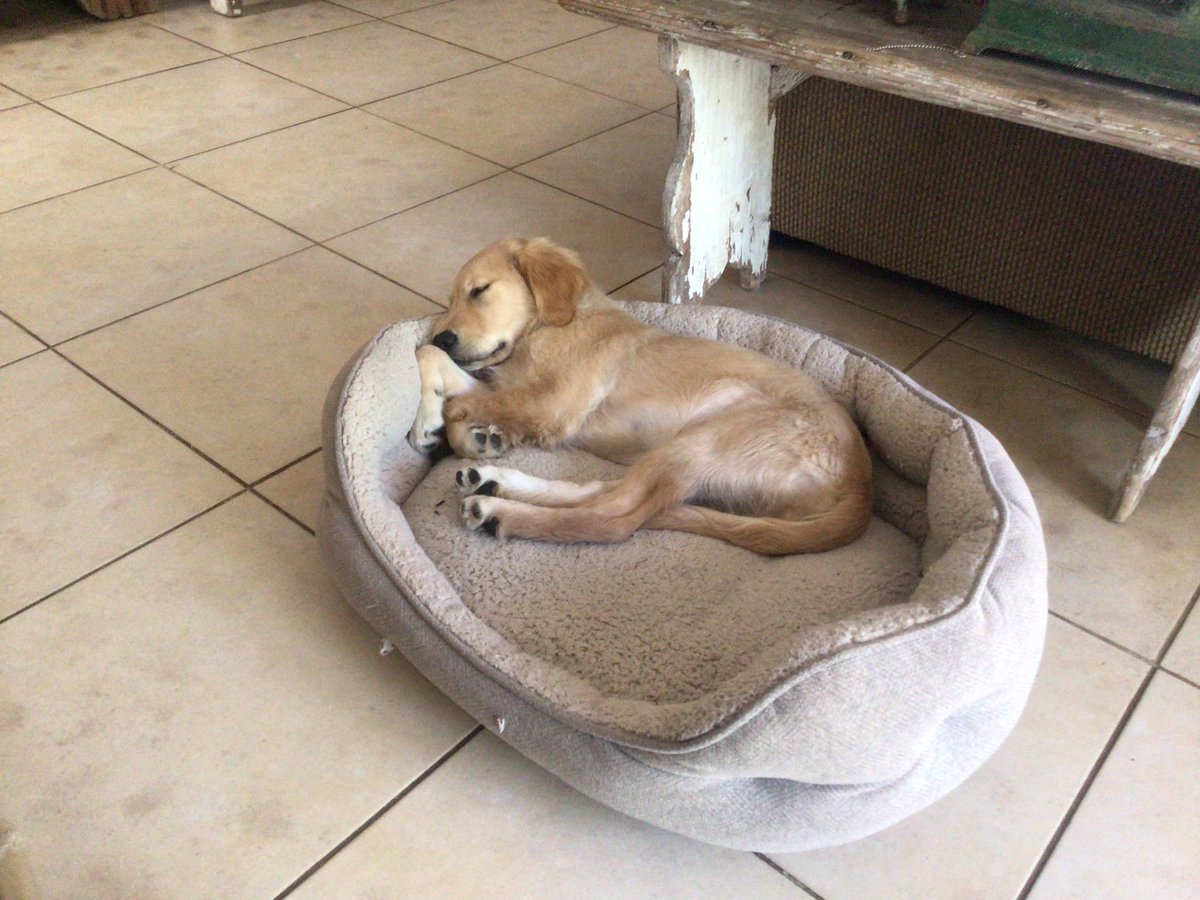 Office day with the pups …our new golden pup Hope did way to  much paperwork today time for a nap.