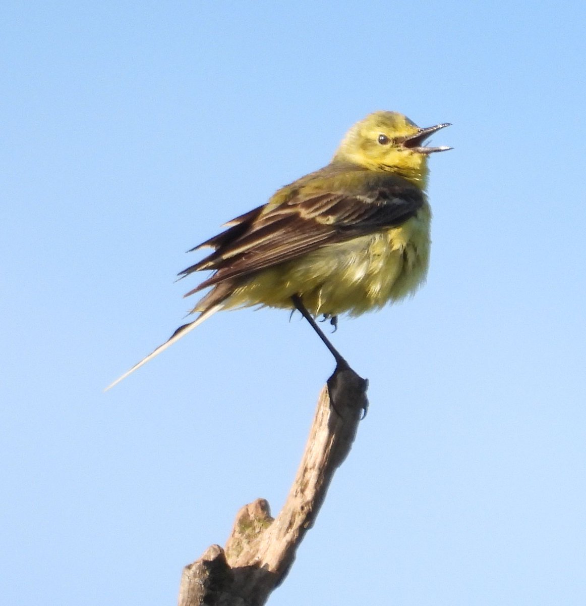 Also at Coombe Hill Meadows on Monday lots of Reed Bunting and some young Yellow Wagtail #GlosBirds