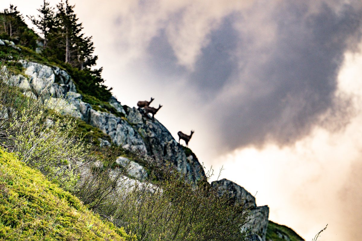 Belles surprises lors d’une randonnée couchée de soleil au col de la Madeleine. 🐐

#mysfl #saintfrancoislongchamp #alps #coldelamadeleine #nature #mountains #sauvage #maurienne #photooftheday #photography #animals #outdoor #family #passion #spring