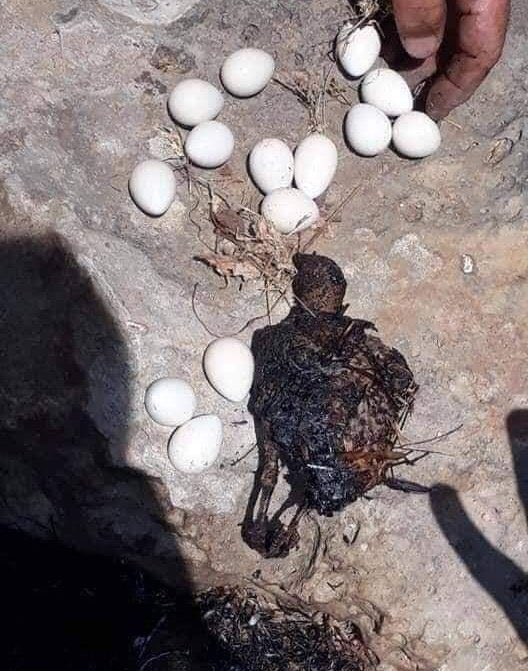 İki kanat çırpıp uzaklaşabilirdi , anne olmak bunu gerektirdi. #AmedMêrdînSêrtDişewite