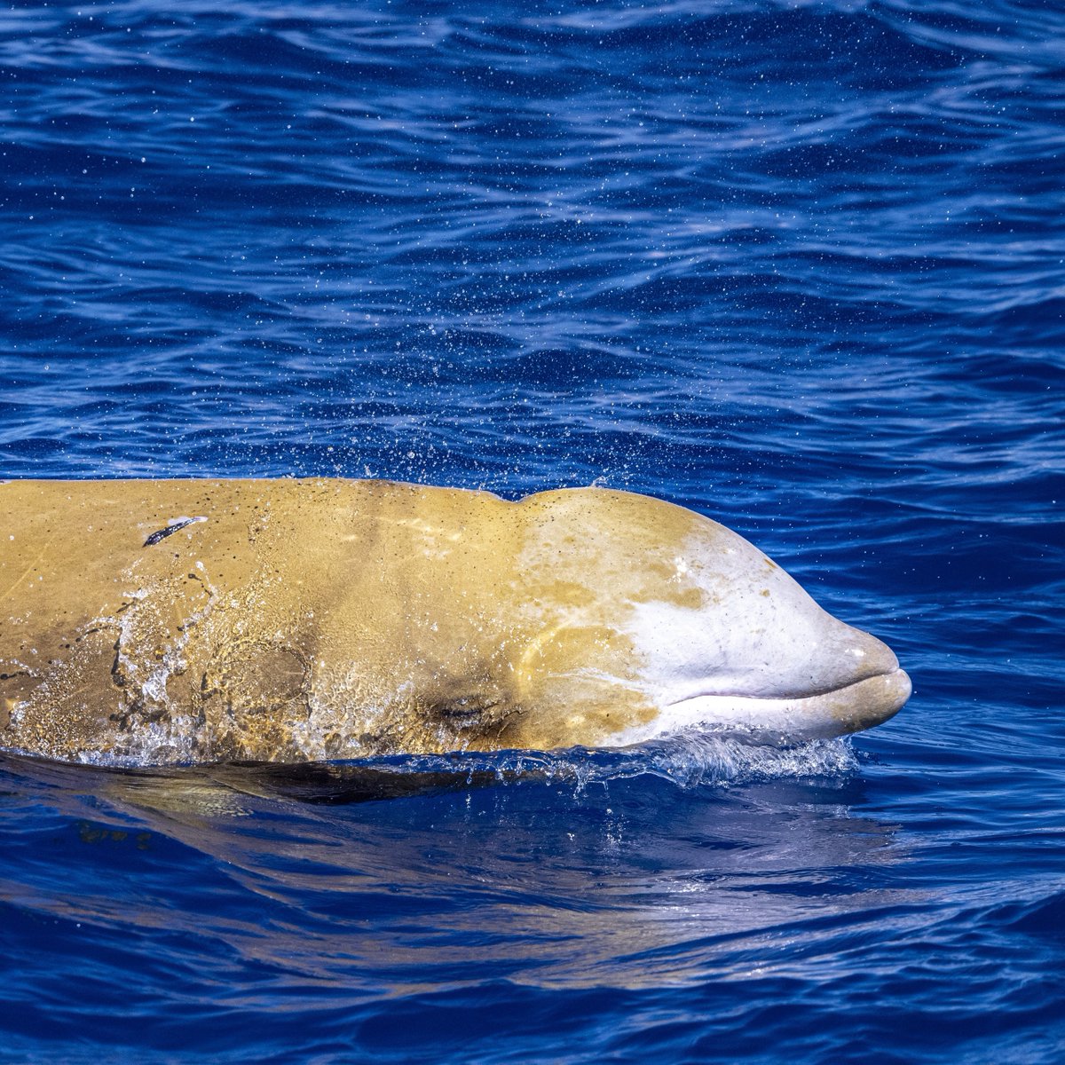 Cuviers Beaked Whale Never Before Seen Drone Footage Of Cuvier's