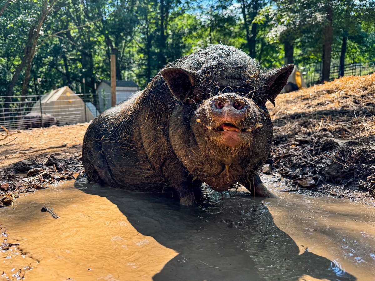 Piggins and Banks: Pig and Animal Sanctuary (@pigginsandbanks) on Twitter photo 🐷 FEEL GOOD FRIDAY ANNOUNCEMENT 🐷 – YOUR DONATIONS AT WORK and a HUGE TH-OINK YOU to Steve Jenkins <a href="/ImSteveJenkins/">Steve Jenkins</a> (co-founder and co-Dad of the famous Esther the Wonder Pig <a href="/EstherThePig/">Esther TheWonder Pig</a> ) and his new Operation Angels initiative! This month we were hoping to raise $500 for our 🐷 FEEL GOOD FRIDAY ANNOUNCEMENT 🐷 – YOUR DONATIONS AT WORK and a HUGE TH-OINK YOU to Steve Jenkins <a href="/ImSteveJenkins/">Steve Jenkins</a> (co-founder and co-Dad of the famous Esther the Wonder Pig <a href="/EstherThePig/">Esther TheWonder Pig</a> ) and his new Operation Angels initiative! This month we were hoping to raise $500 for our