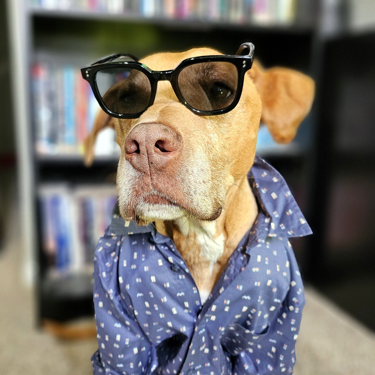 katenauthor's tweet photo. #DoggleADay looks pretty suave, but her breath tells another story.🐕😎☠️
#BadFirstDate https://t.co/9DBCq9FWK8