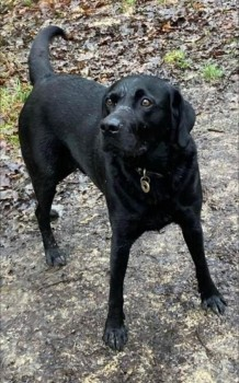 millypod1's tweet photo. 🆘21 JUN 2024 #Lost CASPAR #ScanMe #Tagged
Black Labrador Retriever Male
#HatchGrange #WestEnd #Southampton #SO30
Last spotted in #Harefield @ 15:43 21/6/24
https://t.co/12ZoBwQIUq https://t.co/6f9Xjc71dU