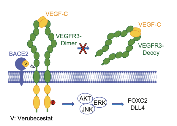 Emily_Cellf's tweet photo. 🧐 How do we make sure BACE1 inhibitors to treat Alzheimer's Disease are specific? 💊
Find out in our #NewPaper how VEGFR3 is cleaved by BACE2, and could be used in vivo to develop safe, selective Alzheimer's treatments 🧠 
#Alzheimers #Dementia
https://t.co/t8bKR6AeBH https://t.co/cmL6dOhfKJ