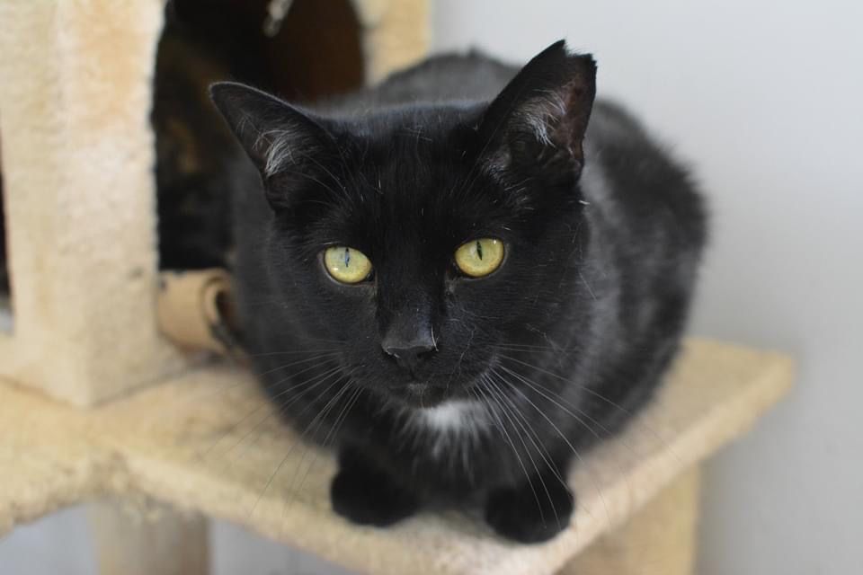 Gaston arrived to us in May 2023 after being found as a stray in Mirabel. It took him a long time to put his trust in us, but now he's discovered a new passion for cuddling! He purrs easily and loves other cats.
Bring him home today!
🐈‍⬛