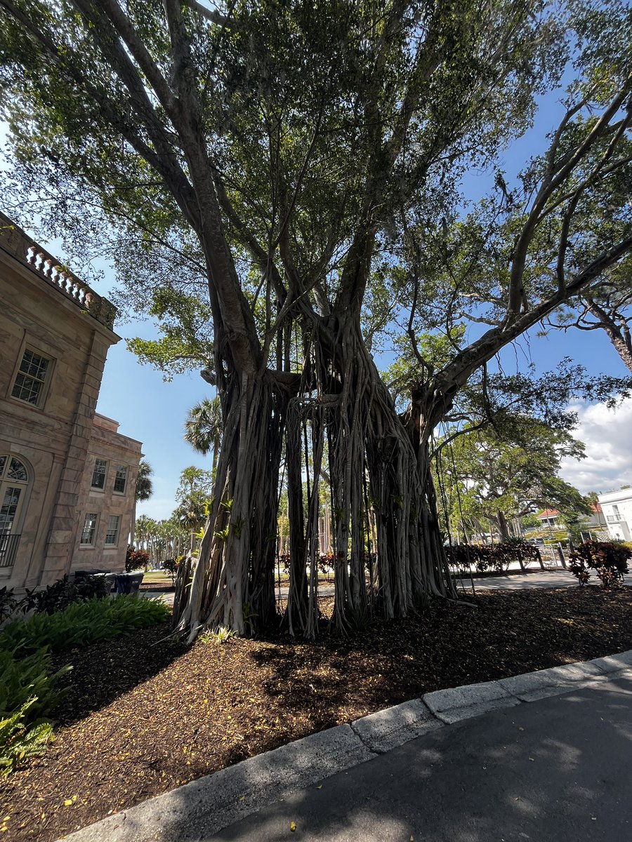 Summer just started?? Nah…it’s always summer in Sarasota!! 😎 ☀️🏝️