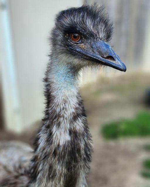 Happy 3rd Birthday, Grant! 🥳
Grant is an emu, the second largest species of bird.  Emus are native to Australia and can be found throughout the country. 
Come celebrate Grant's birthday with us tomorrow! 🎁
(📷: Zookeeper Laura)