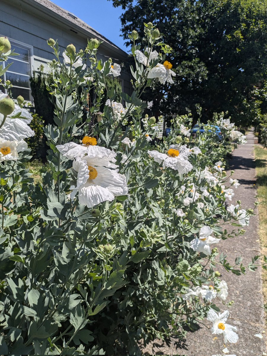 fileta's tweet image. It's officially summer when the poppy gauntlet emerges.