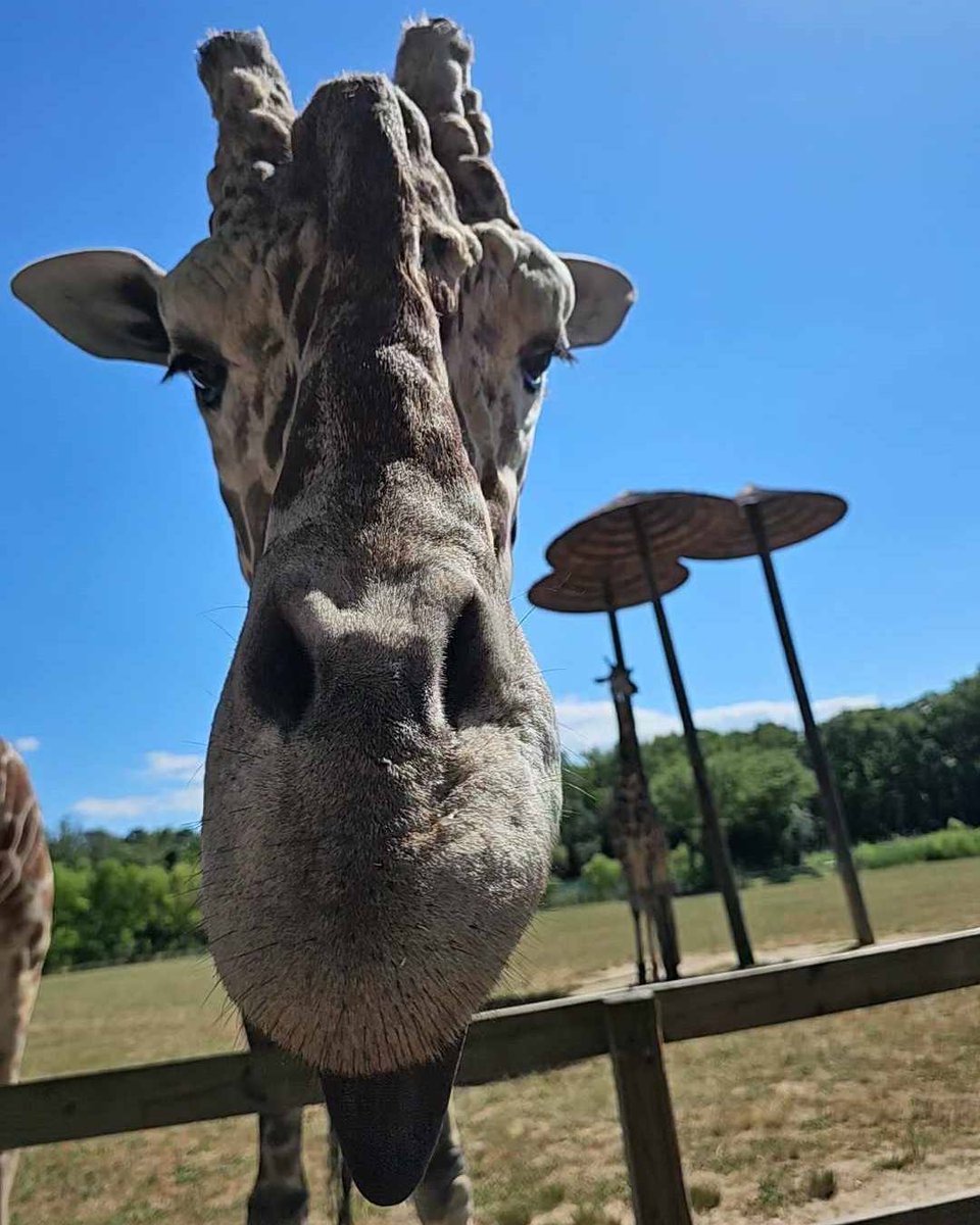Happy World Giraffe Day! Here are some of our favorite giraffe facts:
📷Their hearts weigh almost 25 lbs
📷Their "horns" are called ossicones and are made of cartilage
📷Their tongues are about 20 inches long and are bluish-purple
📷Their hooves are the size of dinner plates