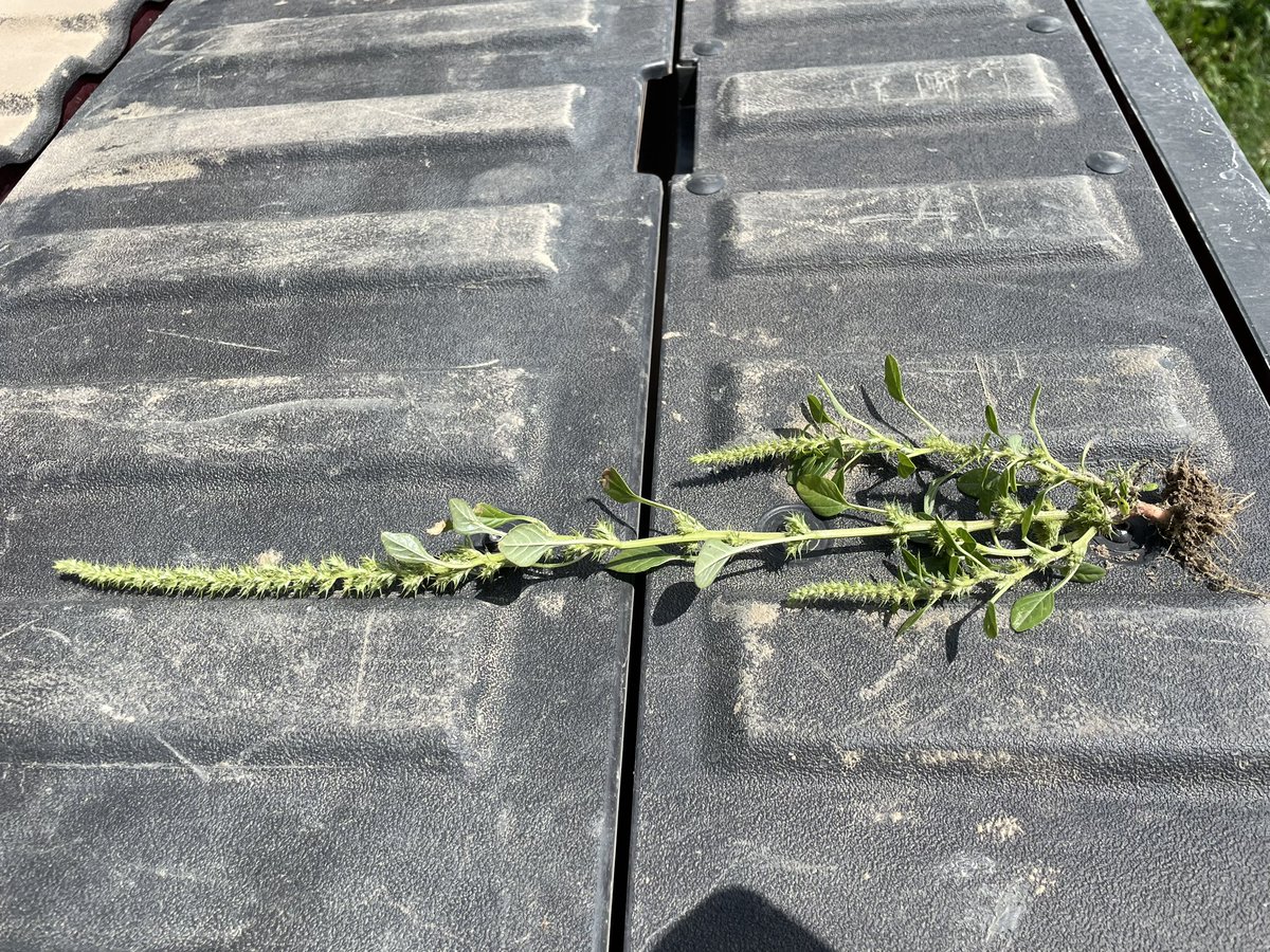 Not even July and already making seed, palmer is unbelievable…