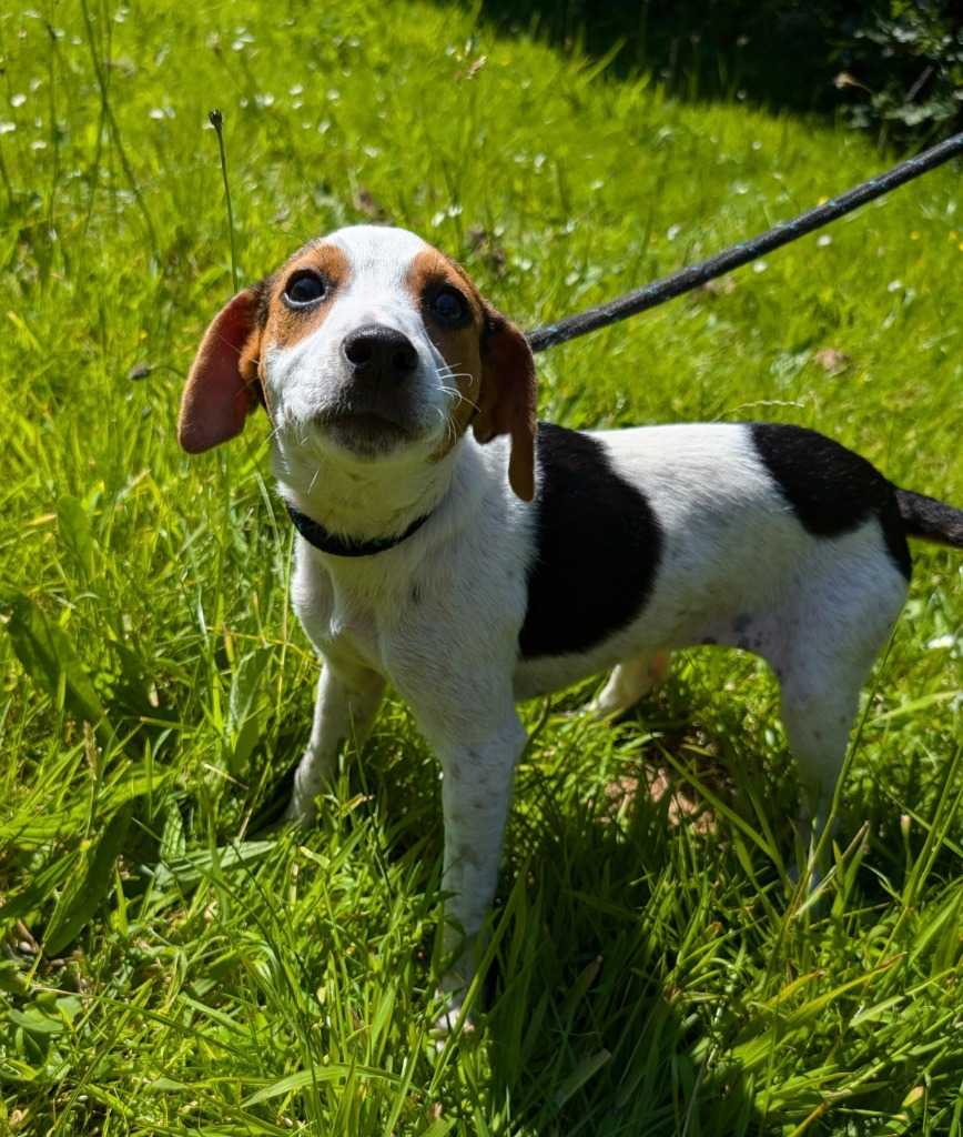 14 Medium Dogs That Are Good With Kids, image size:868x1024