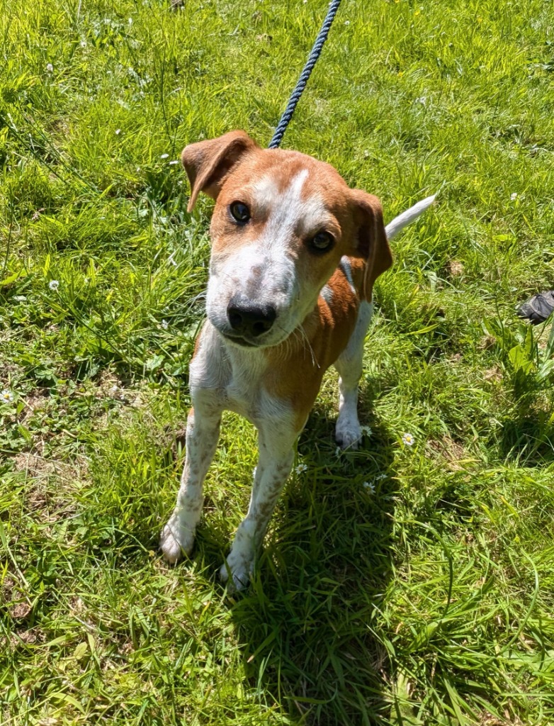 Pippa, Polly, Taco and Tonto arrived at @LlysNini from a multi-dog home  where they lived outdoors. Due to little human interaction, they are a  timid bunch who would benefit from having a, image size:782x1024