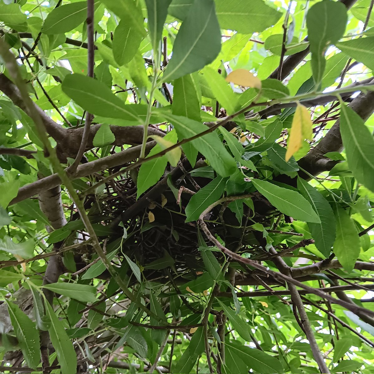 TinaLB188's tweet photo. The rain has finally stopped so had a garden day.

We have a nest in our tree and I have 10 strawberries growing 🐦‍⬛🍓.

#whendidigetsoold https://t.co/FSAcQDYrUR