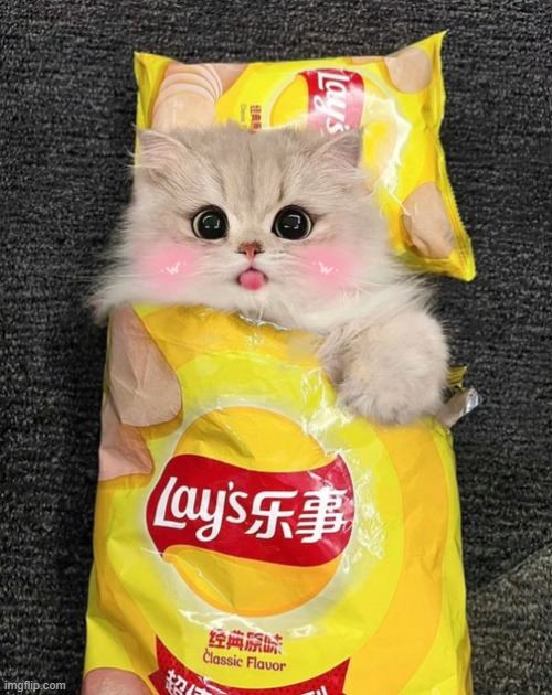 uhohlol's tweet image. $suki luvs layz - cto from pf - we didn't like the dev anyway 

t.me/sukictoportal