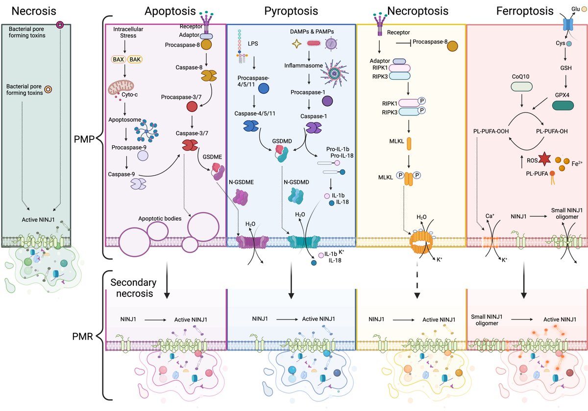 Broz Lab (@broz_lab) on Twitter photo A new review from the lab on pore formation during cell death focusing on the role of Ninj1. <a href="/SarayRamosPerez/">Saray Ramos Pérez</a> and <a href="/EHartenian/">Ella Hartenian</a> explore how cells can be permeabilized vs rupture and discuss possible models of Ninj1 activation. sciencedirect.com/science/articl… A new review from the lab on pore formation during cell death focusing on the role of Ninj1. <a href="/SarayRamosPerez/">Saray Ramos Pérez</a> and <a href="/EHartenian/">Ella Hartenian</a> explore how cells can be permeabilized vs rupture and discuss possible models of Ninj1 activation. sciencedirect.com/science/articl…