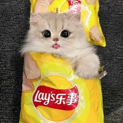 uhohlol's tweet image. looks cute - like $suki in lays 😇