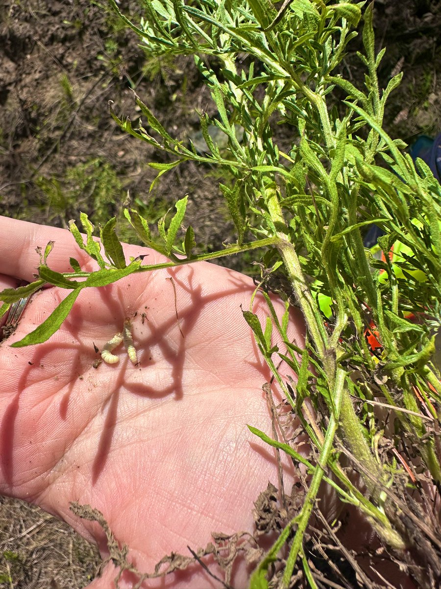 Members of our lab and the <a href="/IRSS_UBC/">Integrated RS Studio</a> &amp; <a href="/LRinvasives/">Lillooet Regional Invasive Species Society</a> spent our #NationalIndigenousPeoplesDay2024 actioning ecological and food systems reconciliation in the wildfire recovery process on St’at’imc territory. @ubcforestry #indigenouspeoplesday #ecology #nativesinstem #wildfire