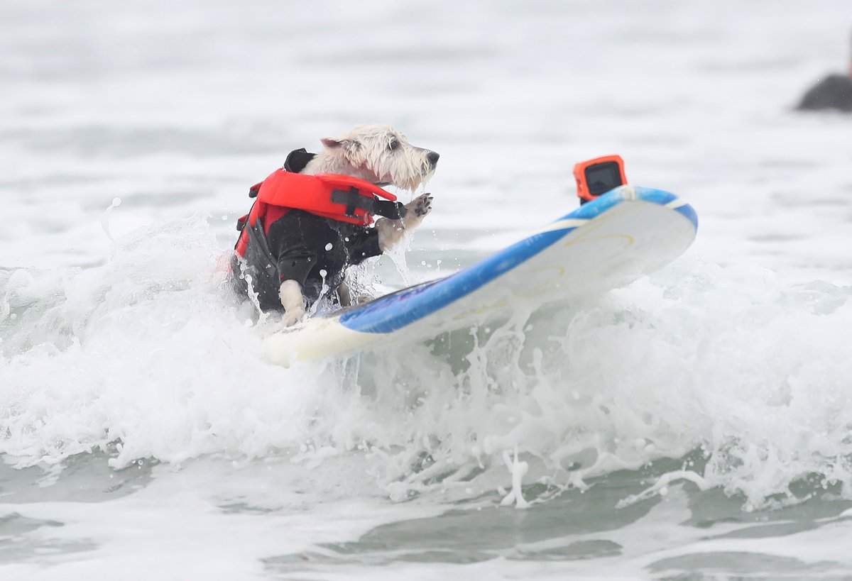 Petey, a nearly 5-year-old West Highland White Terrier from Huntington Beach, won the small dog category today at the annual Purina Western Regional competition at Brookhurst Street.

I asked Petey what it meant to win big in his hometown.

He replied, "Ruff."  

📷 by Don Leach.