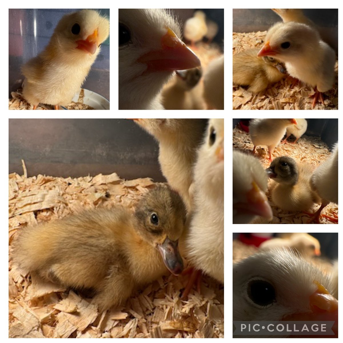 brpwrdsb's tweet photo. Our sweet little chicks and duck! https://t.co/kptfAkTZND