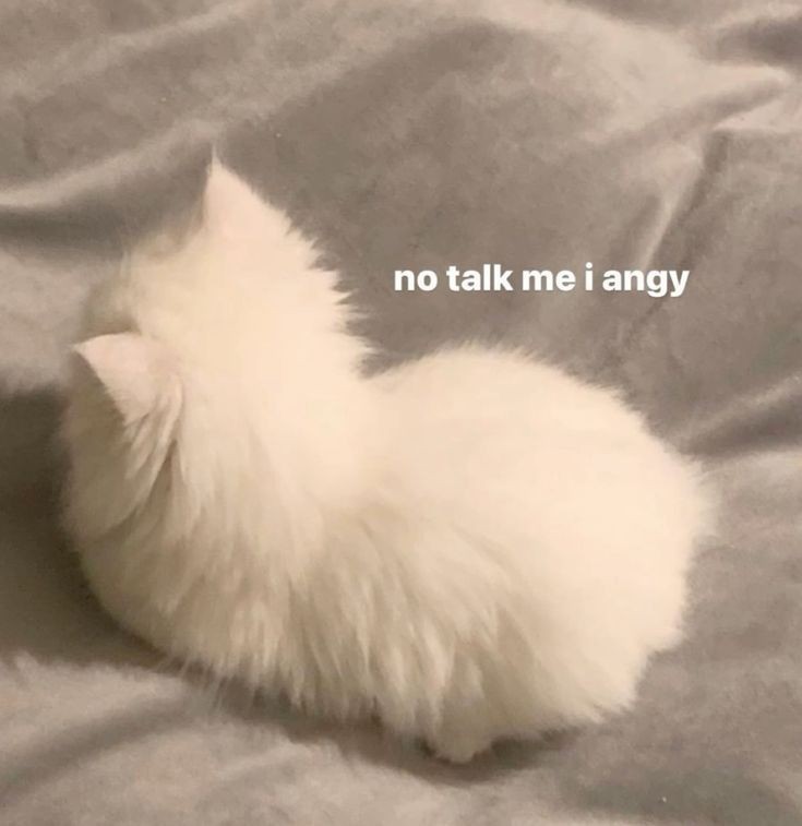Catsillyness's tweet photo. smol angy https://t.co/N6t3A10e8g