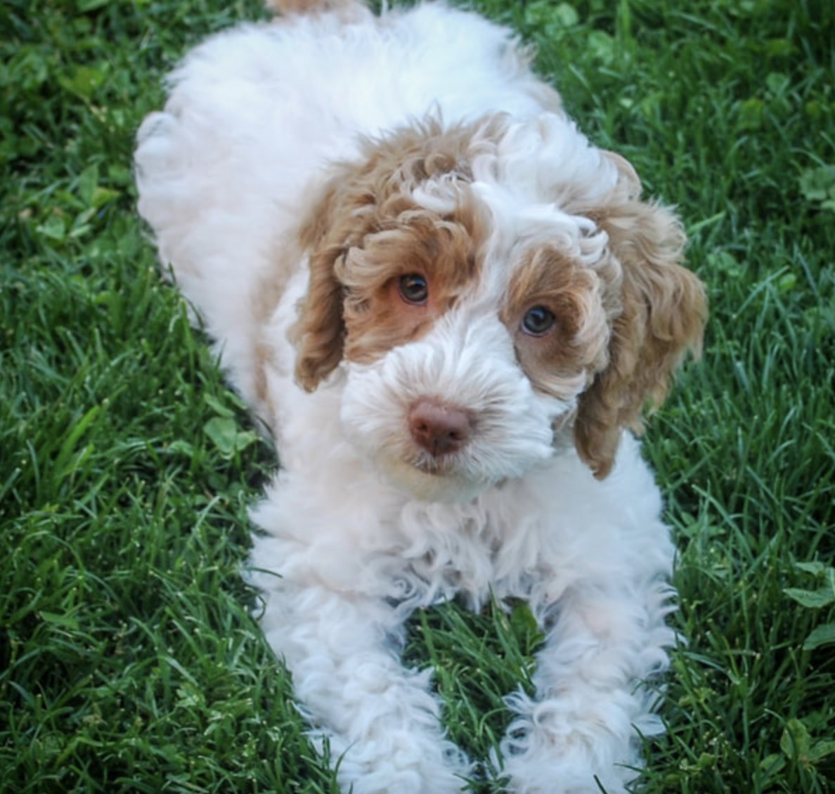 Maia Bittner tweet media