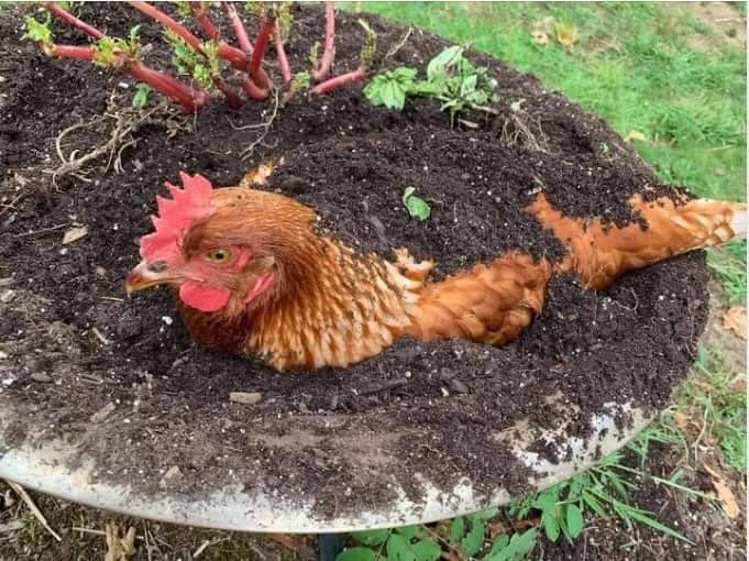 Thinkwert's tweet image. this is how we get eggplants