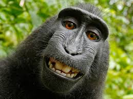 Resumidoinfo's tweet image. 📸La selfie del mono. Esta famosa foto tomada por el fotógrafo David Slater generó controversia legal sobre los derechos de autor. Lo que sí, el mono realmente sabía cómo posar🐒 #MonkeySelfie