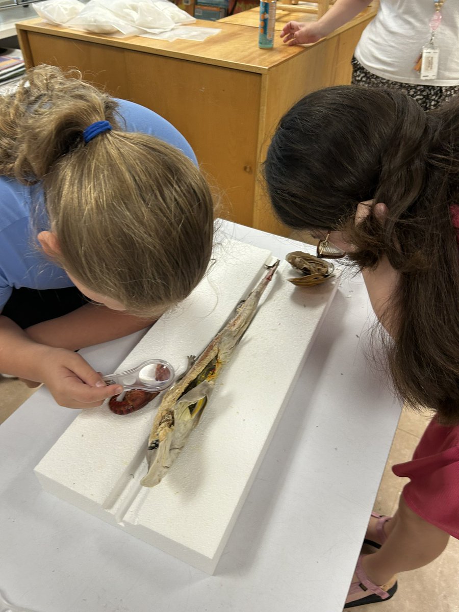 Glenwood Elementary (@glenwoodcubs) on Twitter photo Week 3 of summer learning camp featured shark dissection exploration in STEM lab. Up close looks at gills, muscles, heart, and more! Plus conversation about future careers in marine biology! Thank you <a href="/orpsef/">ORPS Ed. Foundation</a> for this opportunity! <a href="/ORSchools/">Oak Ridge Schools</a> <a href="/WoodlandHawks/">Woodland Elementary</a> <a href="/WBESbears/">Willow Brook Elementary School</a> <a href="/LindenLion/">Linden Elementary</a> Week 3 of summer learning camp featured shark dissection exploration in STEM lab. Up close looks at gills, muscles, heart, and more! Plus conversation about future careers in marine biology! Thank you <a href="/orpsef/">ORPS Ed. Foundation</a> for this opportunity! <a href="/ORSchools/">Oak Ridge Schools</a> <a href="/WoodlandHawks/">Woodland Elementary</a> <a href="/WBESbears/">Willow Brook Elementary School</a> <a href="/LindenLion/">Linden Elementary</a>