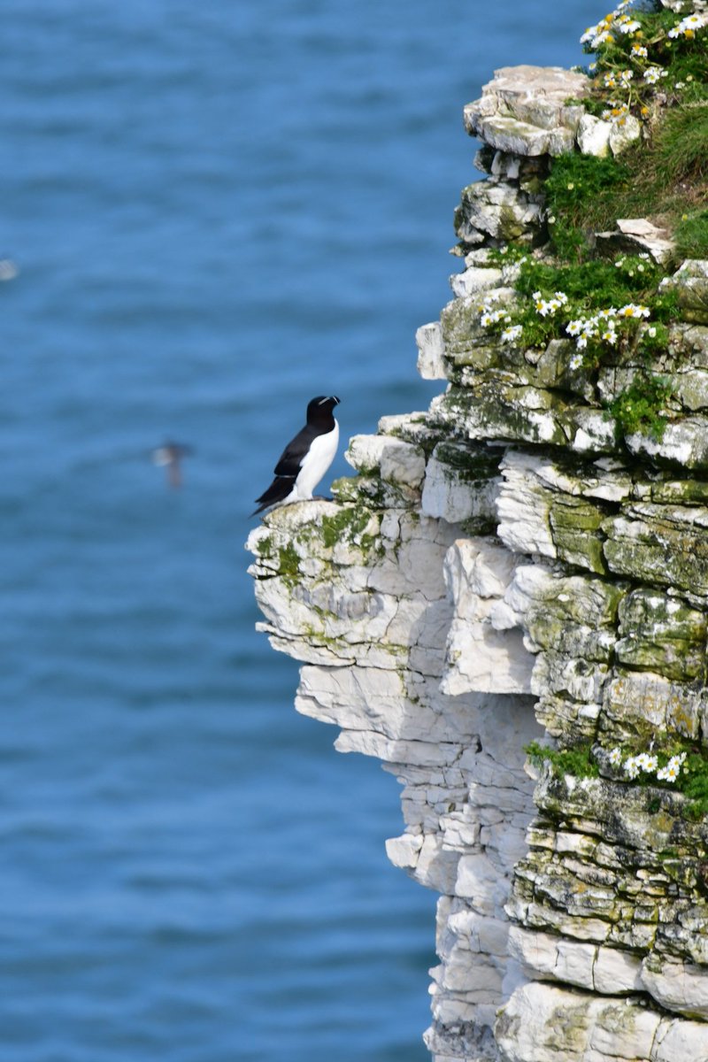 Beth Thomas tweet media