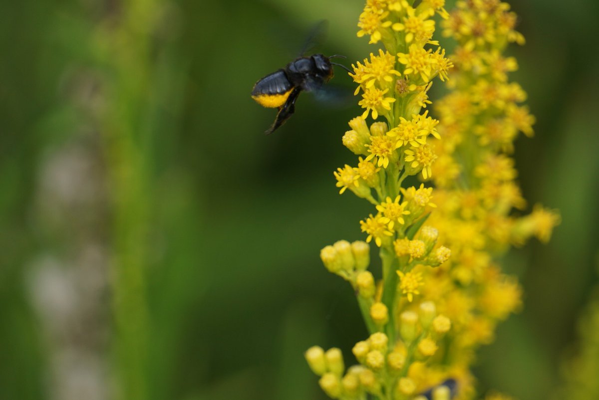 It's National Pollinator Week🐝 

Bees, other insects, and animals play a major role in helping to pollinate the different flowers and plants of the park.
You can attract pollinators, by planting a native garden at home! 🌻  

More Info: ow.ly/YFPV50SnuRs

NPS Photo