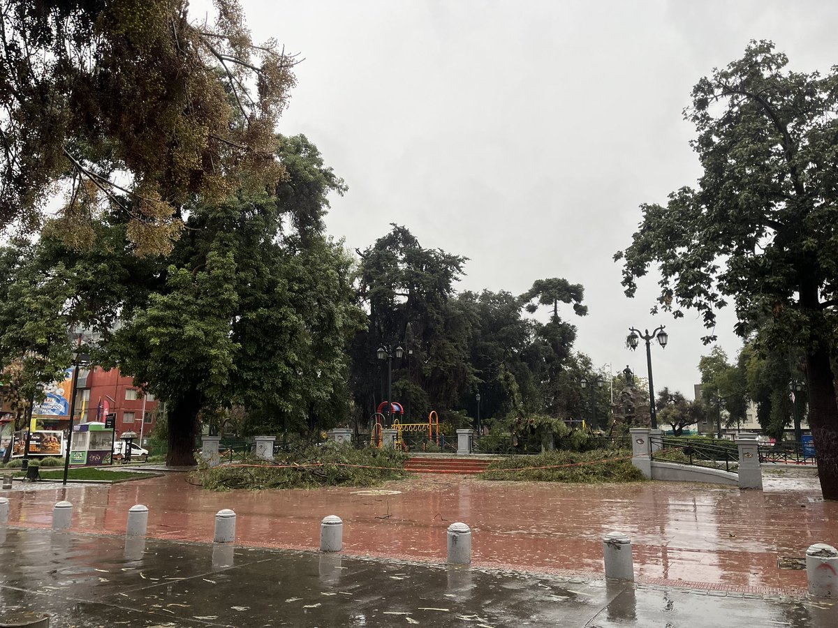 En un mundo paralelo al que vive 
la administración municipal de <a href="/Muni_Stgo/">Santiago</a> que lleva más de 10 años haciendo pésimamente mal, un trabajo que deberían y podrían hacer mejor, como es el cuidado de los árboles de Santiago. Un árbol caído en la plaza Yungay. <a href="/MiBarrioYungay/">Barrio Yungay</a>