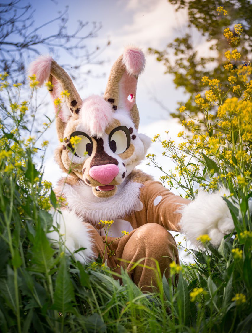 Akkie ₍ₑₘᵣₑₑ₎ (@akkiefloofie) on Twitter photo Ha, gotcha! Hiding in the grass on this #FursuitFriday? That means I’m a big fennec then… 😁
📸: <a href="/Randall_Foxx/">Randall Foxcoon</a> Ha, gotcha! Hiding in the grass on this #FursuitFriday? That means I’m a big fennec then… 😁
📸: <a href="/Randall_Foxx/">Randall Foxcoon</a>