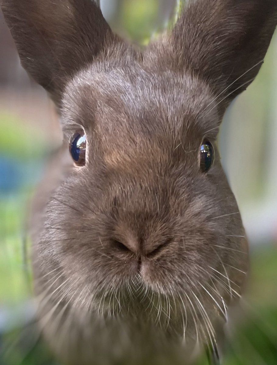 _P_0_P_P_Y_'s tweet image. @BestWesternGB 
#GoodbyeSpring