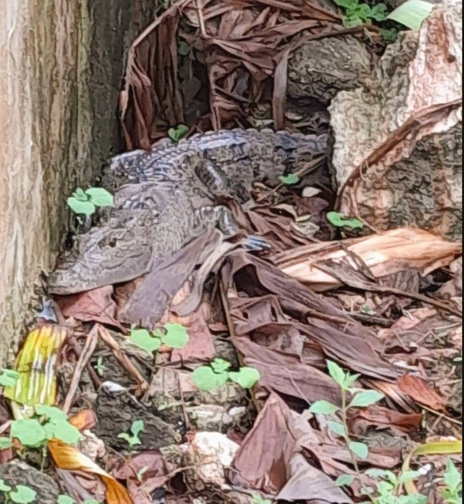 quintanaroonews's tweet image. #Entérate Alertan autoridades en #Chetumal tras la presencia de #Cocodrilos en viviendas cercanas a la Sabana. Debido al desbordamiento del agua de la #Sabana han empezado a encontrarse a estos reptiles en las calles y viviendas de la colonia nuevo progreso de la capital.