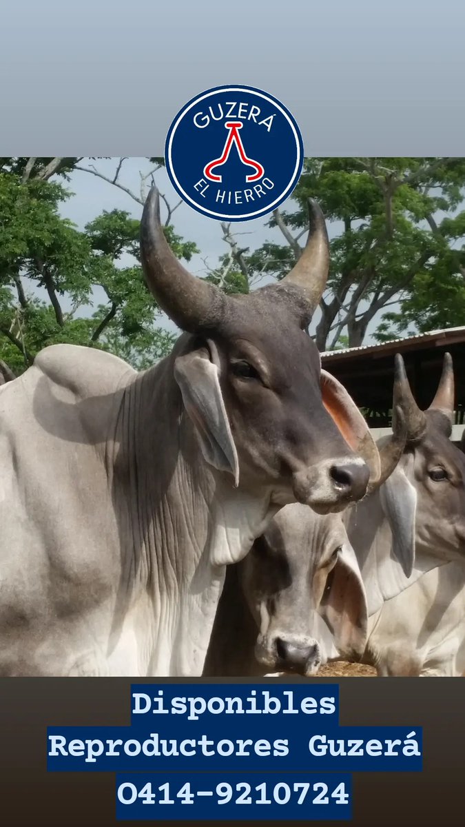 Guzerá El Hierro - GANADO F1 (@ganadof1) on Twitter photo 