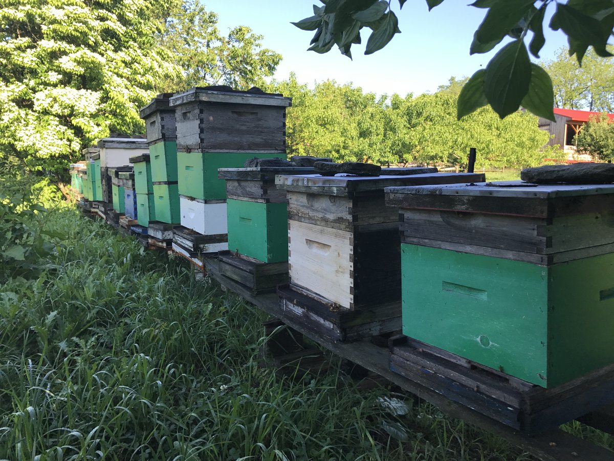 Meadowset Farm tweet media