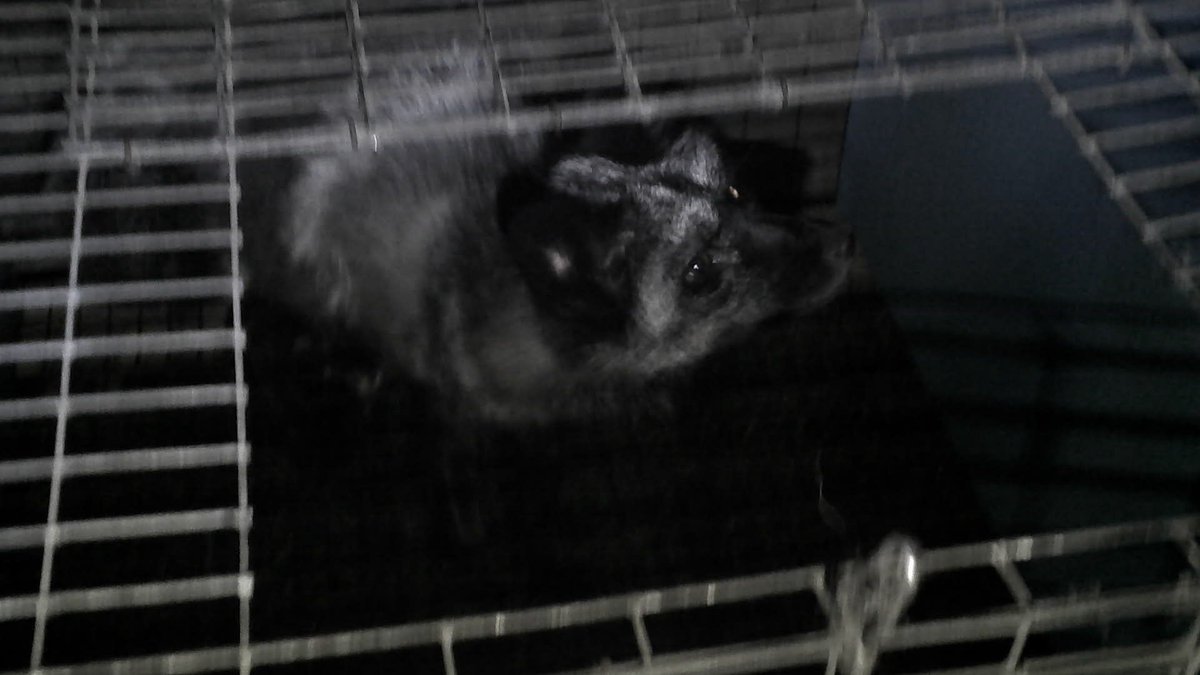 Schmueker Fox Farm Liberation, Luzerne, IA

All cages were opened, all breeding cards were scattered or destroyed, and perimeter fences were leveled at Schmuecker Fox Farm, Luzerne. Anyone can do this, and summer has just begun.

All fur farms in America: finalnail.com