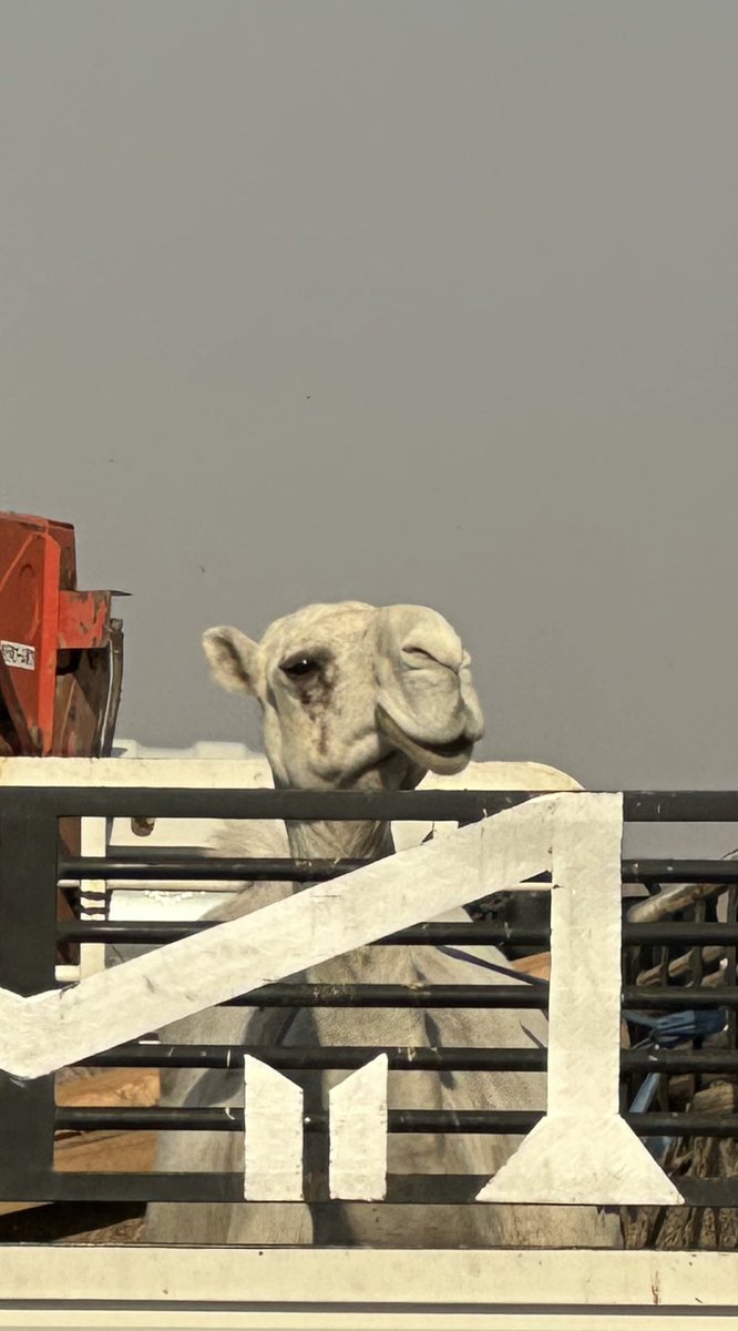 AlSawaadi's tweet photo. white camel 🐪
#camel #camels #camello #camelot #flowers #camelion #camela #camellos #nature #camelias #spring #camella #cameleon3 #bugaboo #dubai #picoftheday #sahara #music #fun #morocco #desierto #art #animal https://t.co/DVmNVyblUs
