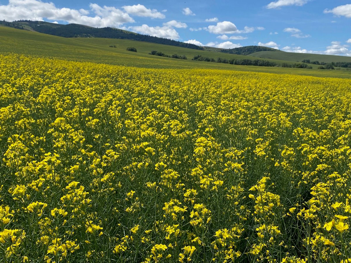 I attended the inaugural WSU Wheat Academy Road Show this week. We visited research and demonstration plots in Walla Walla and Columbia Counties. It was a beautiful day in a beautiful and productive place. Lots of good information gained. <a href="/WSUSmallGrains/">WSU Small Grains</a> <a href="/WSUweeds/">WSUweeds</a>