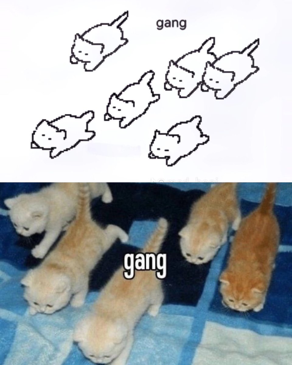 Punch Cat tweet media