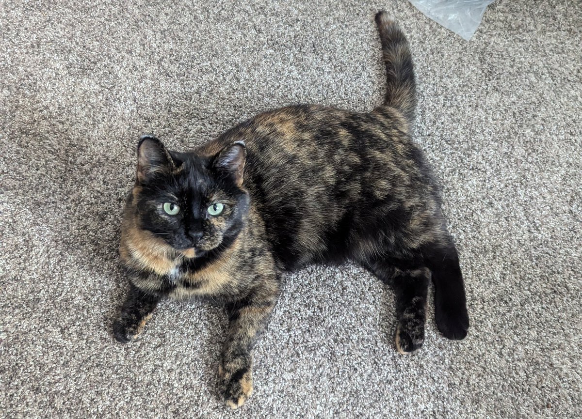 BibiBlossoms's tweet image. Here&apos;s a pic of Eevee. She&apos;s doing great and enjoying the hot weather. She says hi to everyone!