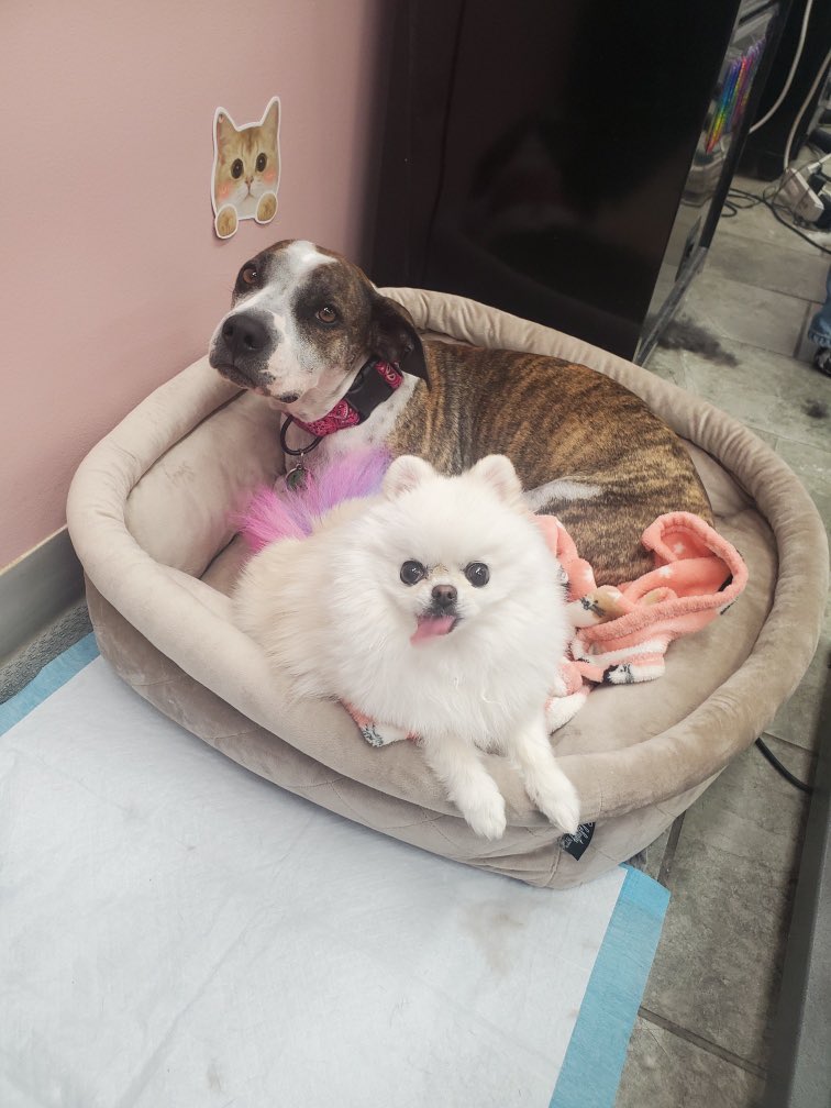 Lost dog! Leash broke at 17th Ave and 14th St SW at 7pm. The brown one answers to Sweet Pea.

Please DM me if found so my friend can have her bebs back. <a href="/cmcalgary/">cm</a> <a href="/17thavesw/">17th ave SW</a> #yyc