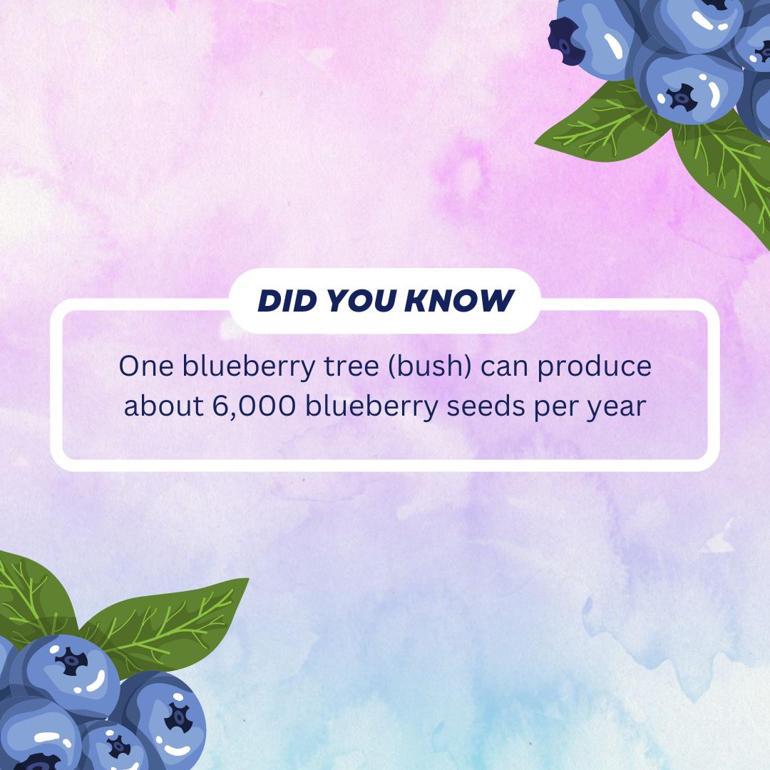 Interfresh's tweet photo. 🌱 Did you know that just one blueberry plant can produce over 6,000 seeds in a single year? 🤯 That's a whole lot of potential for deliciousness! 🍇 #blueberries #seeds #amazingfacts https://t.co/llsznwzCIz