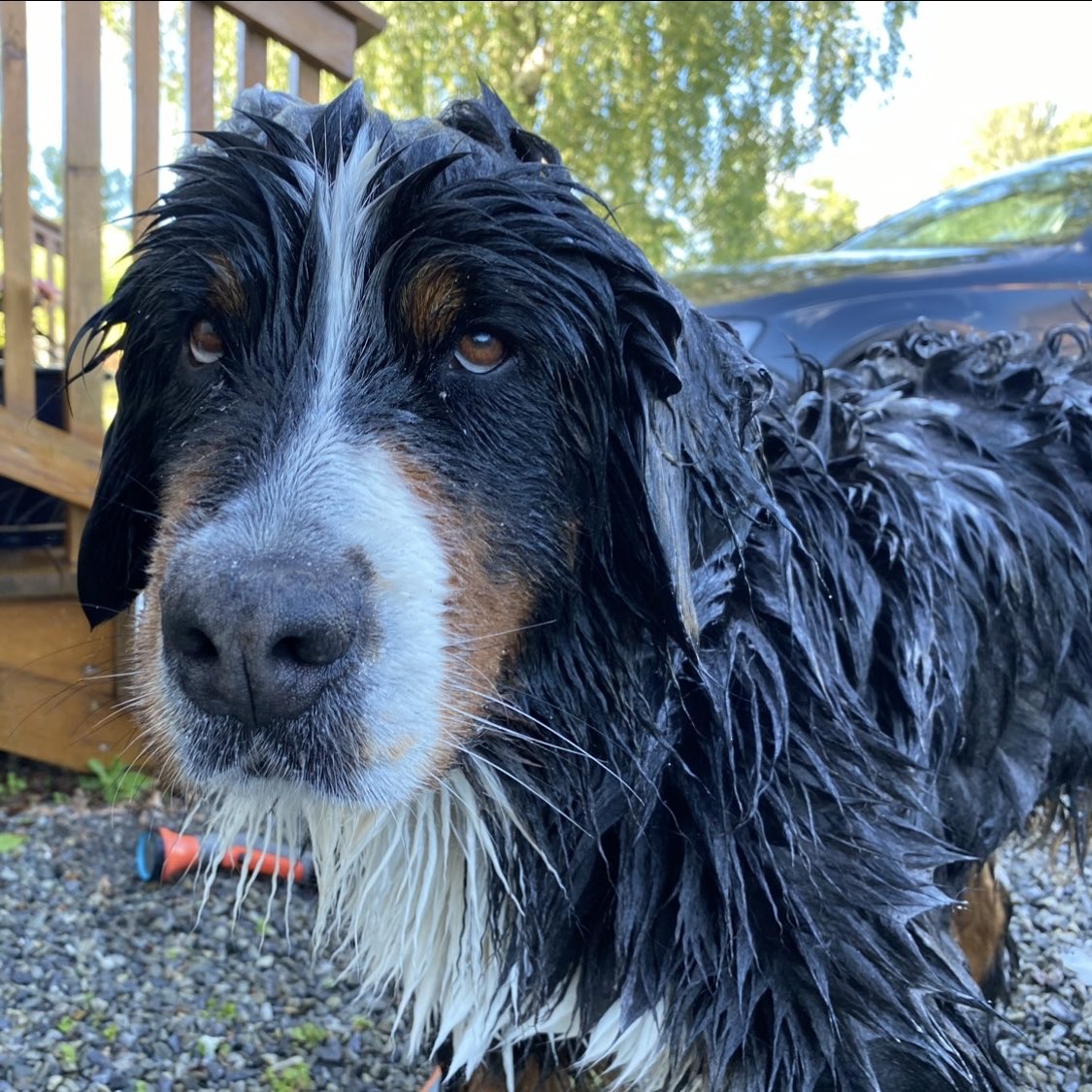 EV_Enget's tweet photo. Exhibition weekend. Molly in extreme makeover. From f**k it to love it. #bernerlife #bernersennen #bernesemountaindog https://t.co/iH0YoyZbTQ